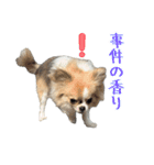 あざと犬ぴの（個別スタンプ：23）
