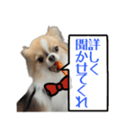 あざと犬ぴの（個別スタンプ：24）