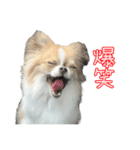 あざと犬ぴの（個別スタンプ：25）