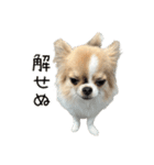 あざと犬ぴの（個別スタンプ：26）