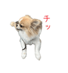 あざと犬ぴの（個別スタンプ：27）