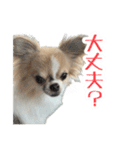 あざと犬ぴの（個別スタンプ：28）