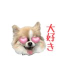 あざと犬ぴの（個別スタンプ：29）