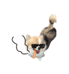 あざと犬ぴの（個別スタンプ：30）
