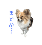 あざと犬ぴの（個別スタンプ：31）