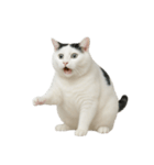 白い猫はとても太っています （NT）（個別スタンプ：4）