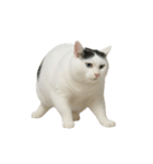 白い猫はとても太っています （NT）（個別スタンプ：12）