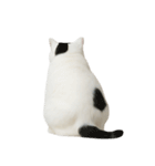 白い猫はとても太っています （NT）（個別スタンプ：14）