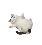 白い猫はとても太っています （NT）（個別スタンプ：19）
