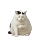 白い猫はとても太っています （NT）（個別スタンプ：20）