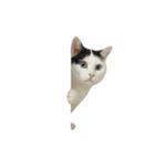 白い猫はとても太っています （NT）（個別スタンプ：22）