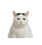 白い猫はとても太っています （NT）（個別スタンプ：23）