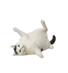 白い猫はとても太っています （NT）（個別スタンプ：24）