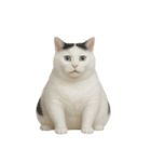 白い猫はとても太っています （NT）（個別スタンプ：32）