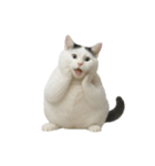 白い猫はとても太っています （NT）（個別スタンプ：38）
