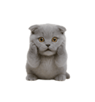 スコティッシュフォールドの子猫 （NT）（個別スタンプ：1）