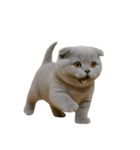 スコティッシュフォールドの子猫 （NT）（個別スタンプ：3）