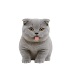 スコティッシュフォールドの子猫 （NT）（個別スタンプ：4）