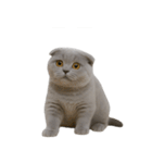 スコティッシュフォールドの子猫 （NT）（個別スタンプ：5）