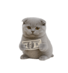 スコティッシュフォールドの子猫 （NT）（個別スタンプ：6）