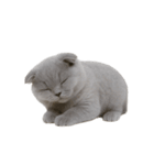 スコティッシュフォールドの子猫 （NT）（個別スタンプ：7）