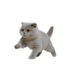 スコティッシュフォールドの子猫 （NT）（個別スタンプ：8）