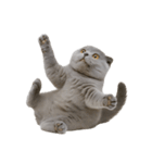 スコティッシュフォールドの子猫 （NT）（個別スタンプ：10）