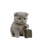 スコティッシュフォールドの子猫 （NT）（個別スタンプ：12）