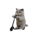 スコティッシュフォールドの子猫 （NT）（個別スタンプ：13）
