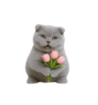 スコティッシュフォールドの子猫 （NT）（個別スタンプ：14）