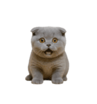 スコティッシュフォールドの子猫 （NT）（個別スタンプ：15）