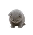 スコティッシュフォールドの子猫 （NT）（個別スタンプ：16）