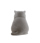 スコティッシュフォールドの子猫 （NT）（個別スタンプ：17）