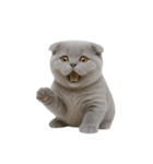 スコティッシュフォールドの子猫 （NT）（個別スタンプ：18）