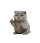 スコティッシュフォールドの子猫 （NT）（個別スタンプ：19）