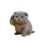 スコティッシュフォールドの子猫 （NT）（個別スタンプ：20）