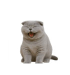 スコティッシュフォールドの子猫 （NT）（個別スタンプ：21）