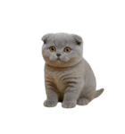 スコティッシュフォールドの子猫 （NT）（個別スタンプ：24）