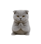 スコティッシュフォールドの子猫 （NT）（個別スタンプ：27）