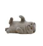 スコティッシュフォールドの子猫 （NT）（個別スタンプ：29）