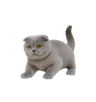 スコティッシュフォールドの子猫 （NT）（個別スタンプ：30）