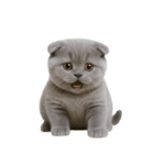 スコティッシュフォールドの子猫 （NT）（個別スタンプ：31）