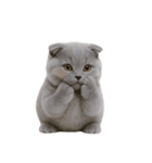 スコティッシュフォールドの子猫 （NT）（個別スタンプ：32）