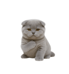 スコティッシュフォールドの子猫 （NT）（個別スタンプ：33）