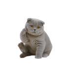 スコティッシュフォールドの子猫 （NT）（個別スタンプ：34）