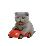 スコティッシュフォールドの子猫 （NT）（個別スタンプ：35）