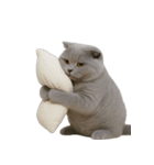 スコティッシュフォールドの子猫 （NT）（個別スタンプ：36）