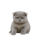 スコティッシュフォールドの子猫 （NT）（個別スタンプ：37）