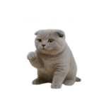 スコティッシュフォールドの子猫 （NT）（個別スタンプ：38）