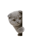 スコティッシュフォールドの子猫 （NT）（個別スタンプ：40）